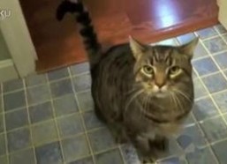 娱乐吃瓜君七七猫咪,娱乐吃瓜君的萌宠日常